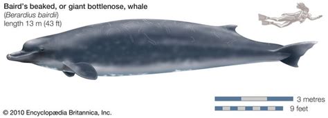 Beaked Whale Definition History And Scope Britannica