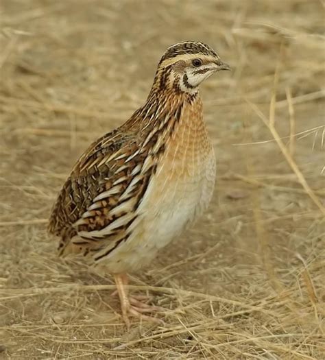 60 best images about Partridges and quails on Pinterest | Quails, Bird