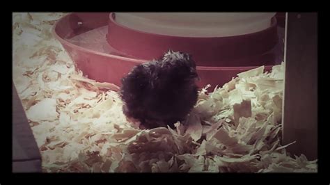 First Born Chick Youtube