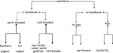 Blank Dichotomous Key Worksheet