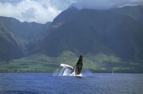 Humpback Migration to Hawaiian Breeding Grounds