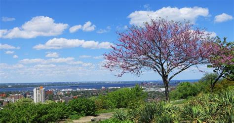 Hamilton, Ontario Skyline from the Escarpment Stock Photo - Image of ...