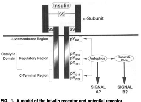 Figure From The New Elements Of Insulin Signaling Insulin Receptor