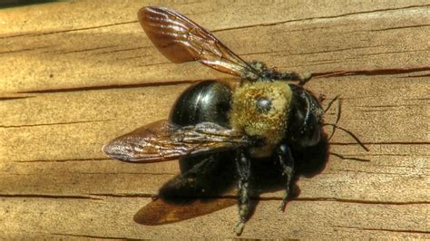 Backyard Birdingand Nature Large Carpenter Bee Sounds Close Up