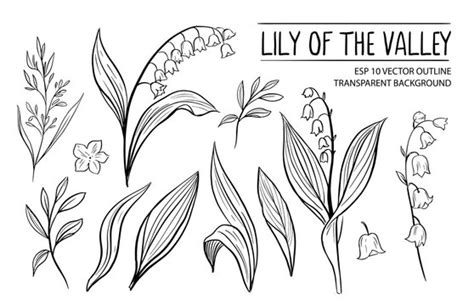 Lily Of The Valley Drawing