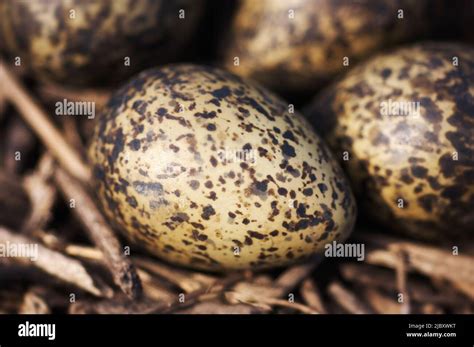 Speckled plover eggs in the wild Stock Photo - Alamy