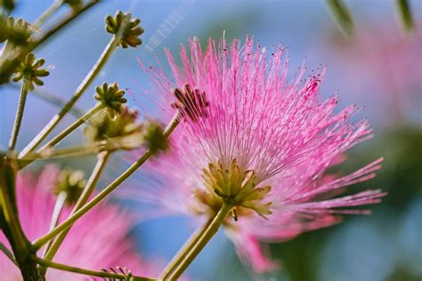 Albizia Ou Arbre Soie Conseils De Plantation Et Entretien