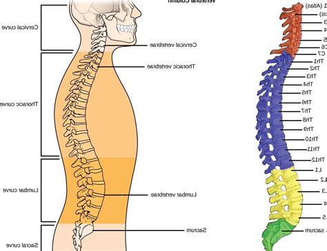 Spine Anatomy Numbers