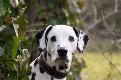 Dalmatian | Dog Breeds Facts, Advice & Pictures | Mypetzilla UK