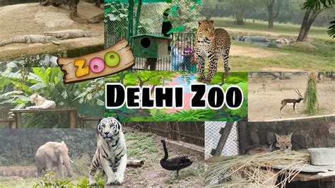 Delhi Zoo Vlog चिड़ियाघर National Zoological Park Dilli Ka