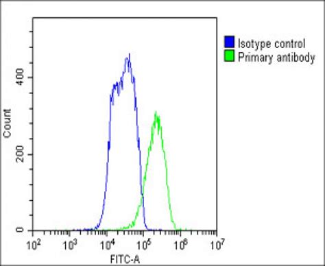 FADS2 Antibody N Term Affinity Purified Rabbit Polyclonal Antibody