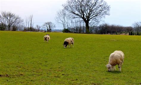 Farm Animal Portraits - And Here We Are