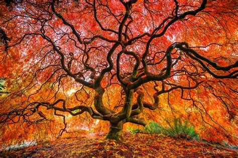 Fire Tree Seattle Washington Chris Marler Photography