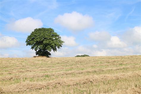 Banco De Imagens Panorama Rvore Natureza Horizonte Plantar C U