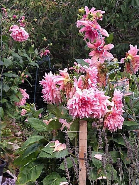 pink dahlias | KO Rural Mad As Hell Blog