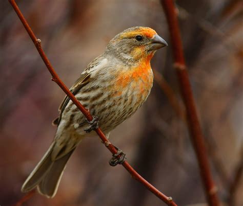 Orange House Finch