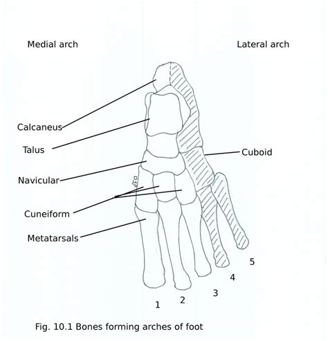 Arches of foot - myhumananatomy