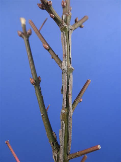 Euonymus Alatus Celastraceae Image 63328 At PhytoImages Siu Edu