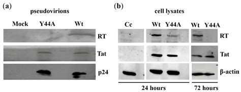 Ijms Free Full Text Y44a Mutation In The Acidic Domain Of Hiv 2 Tat