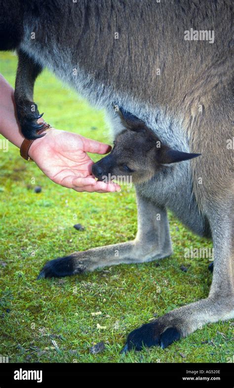 Small joey kangaroo in mothers pouch Kangaroo Island South Australia ...