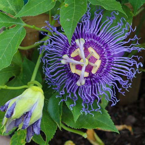 Passion Flower Maypop Easy To Grow Bulbs