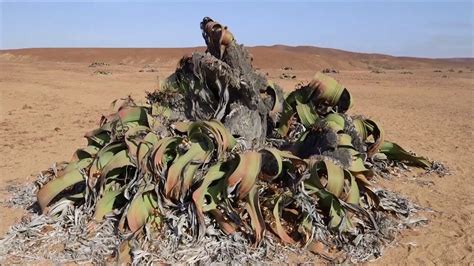 Welwitschia Mirabilis Youtube