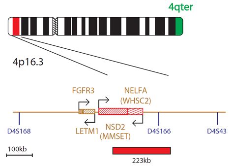 CytoCell Wolf Hirschhorn FISH Probe OGT