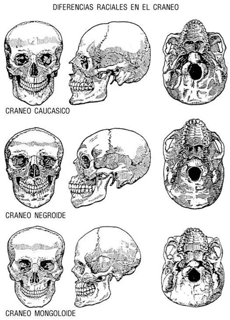 Notas De Antropolog A Para Medicos Forenses P Gina Monografias