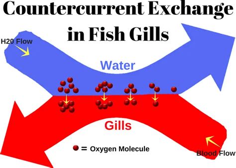 Countercurrent Exchange in Fish Gills