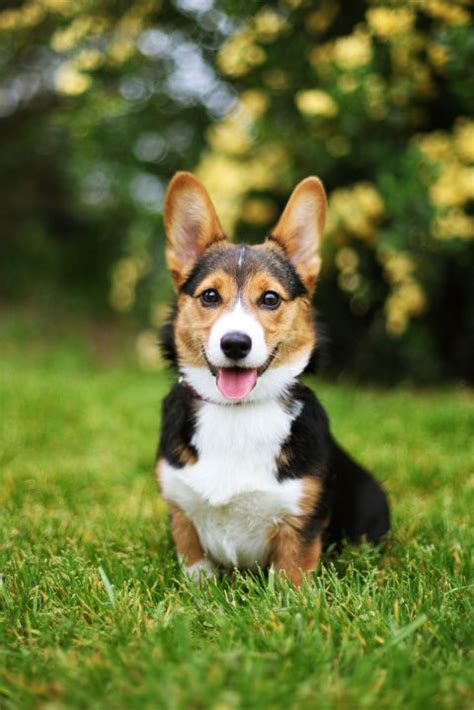 These Dog Breeds Are The Most Intelligent Experts Say Best Small