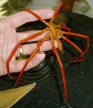 bizarre creatures: Giant Sea Spider