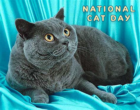 Free National Cat Day Clipart Animations Happy Cat Day