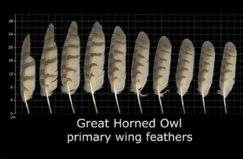 How To Identify Owl Feathers Best Guide On Recognizing Owl Feathers