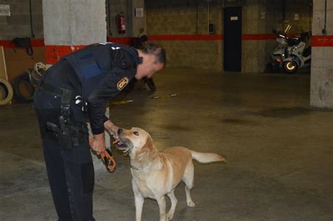 El Perro De Tint N Que Apartaron De Concursos De Belleza Y Los Mossos