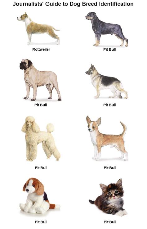 Journalists' Guide to Dog Breed Identification : r/dogs