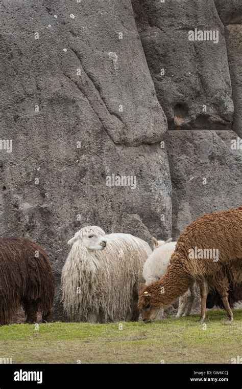 Alpacas En Sacsayhuaman Ruinas Incas En Los Andes Peruanos A Cusco