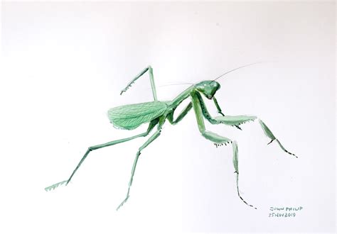 Green Praying Mantis – John Philip