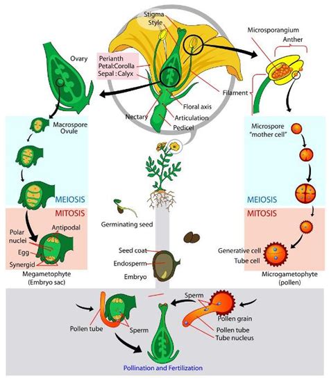 Flowering Plants Diagram