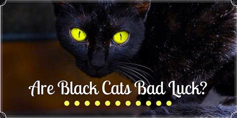 Are Black Cats Bad Luck History Superstition And Reality