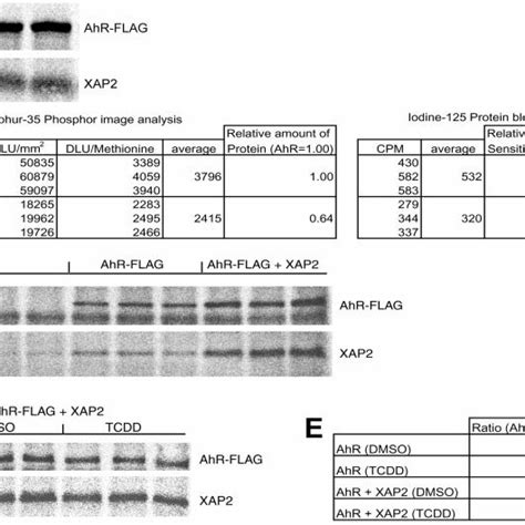 Effect Of Tcdd Treatment And Xap Co Expression On Intracellular