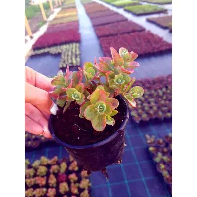 Седум Лайм Зінгер (Lime Zinger) / ЗКС купити за ціною 90 грн. в Україні ...