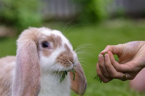 Un Conejo Marr N Blanco Come En La Hierba En Un D A Soleado De Verano