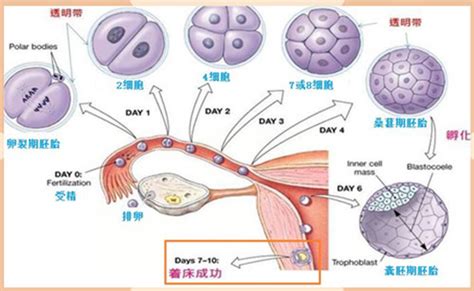 女性排卵期生理变化