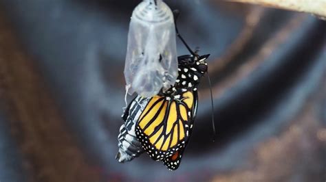 Monarch Butterfly Emerges From Chrysalis Ecloses YouTube