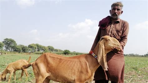 Top Class Desi Sialkoti Bakriyan Goat Farming Punjab Pakistan YouTube