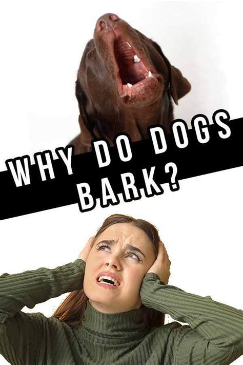 Why Do Dogs Bark Understanding How Your Dog Talks Dog Barking Dog