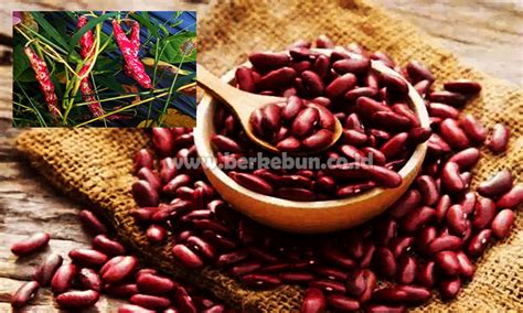 Cara Menanam Kacang Merah Yang Baik Dan Benar