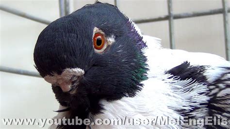 Championnat De France Des Pigeons Cravatés Salon Avicole DÉvreux