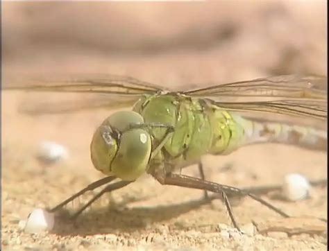 Verruckter Unerwarteter Deutscher Sommer Episode 3 Anal Anal Porn XHamster