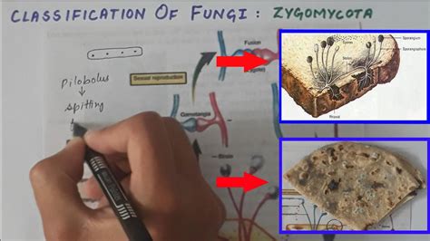 Classification Of Fungi Zygomycota Conjugating Fungi Life Cycle